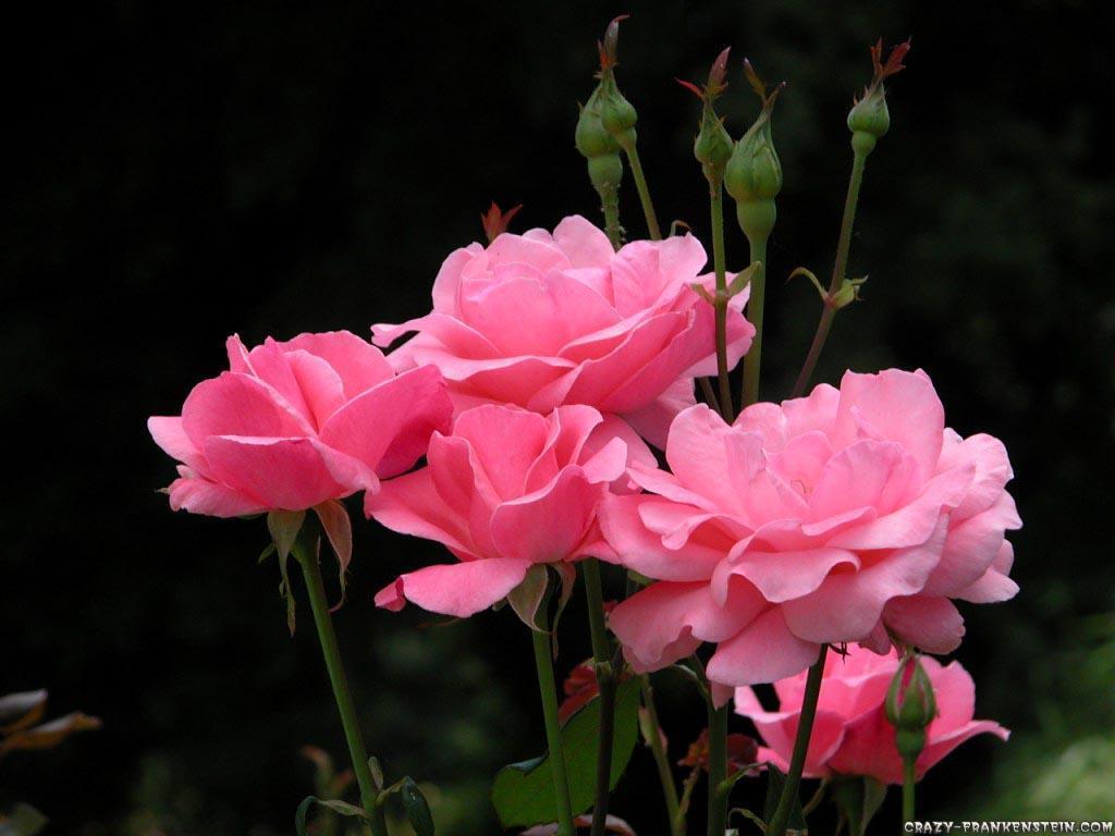 Beautiful Pink RosesWallpapers