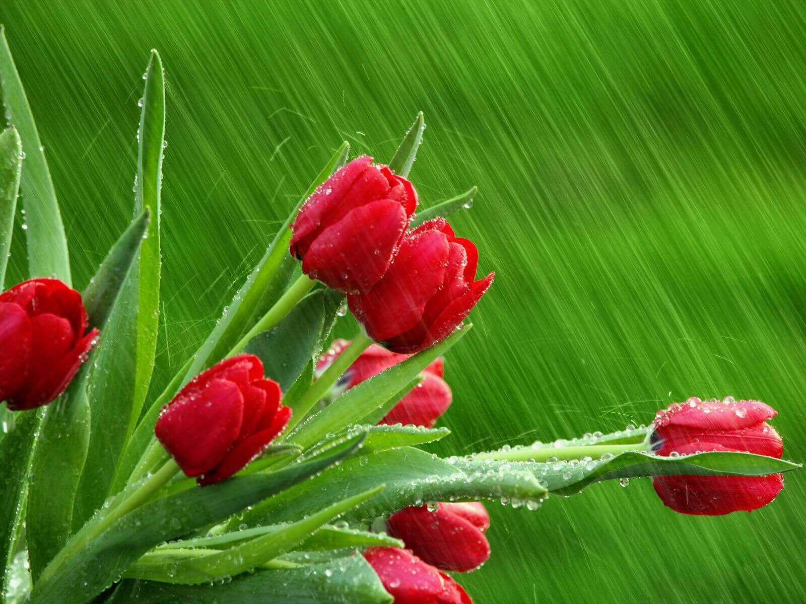 Beautiful Rain Wallpapers