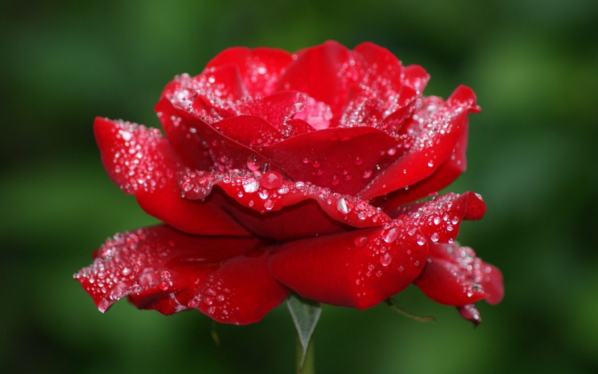 Beautiful Rose Hd Wallpapers