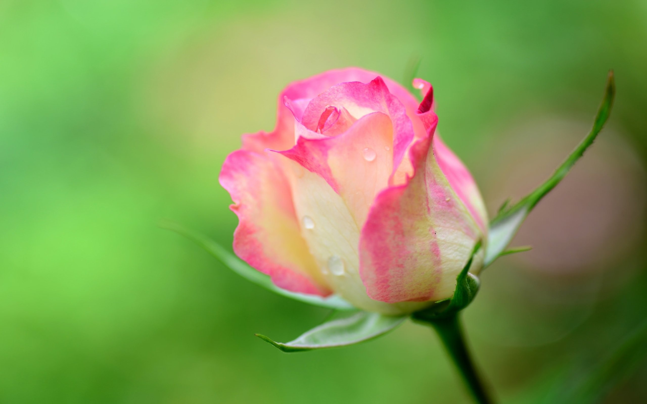 Beautiful Rose Hd Wallpapers