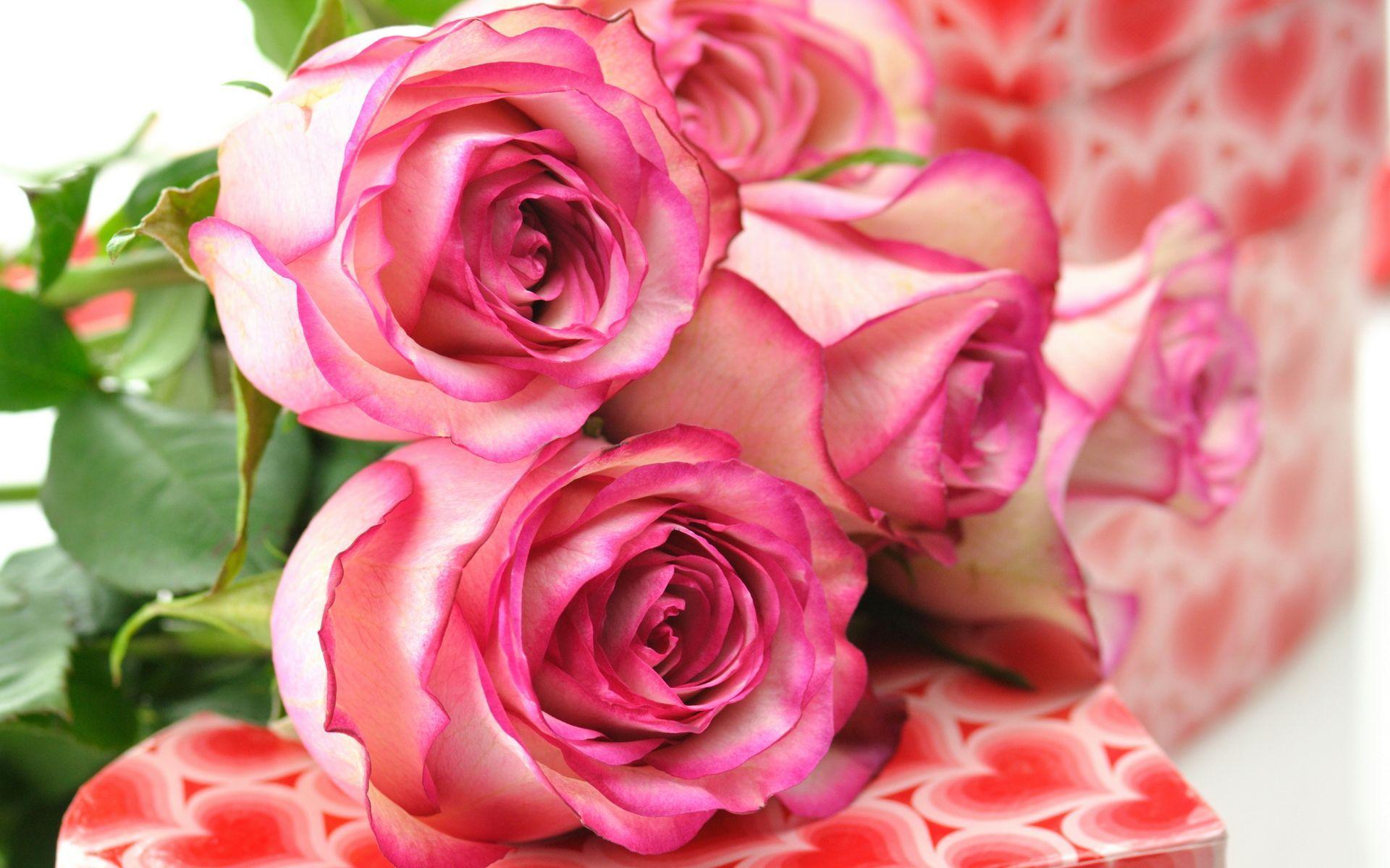 Beautiful Rose Hd Wallpapers