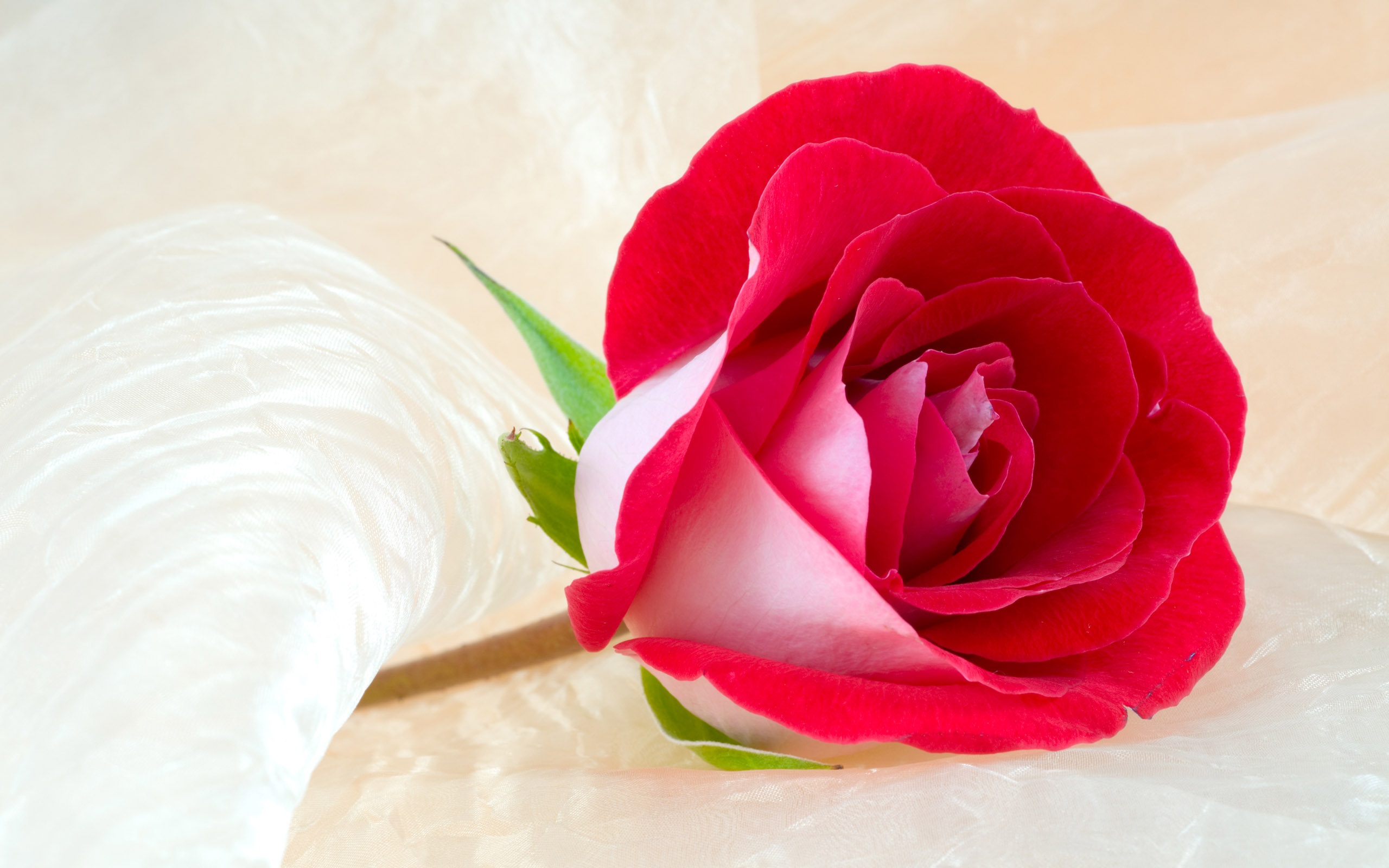 Beautiful Rose Hd Wallpapers