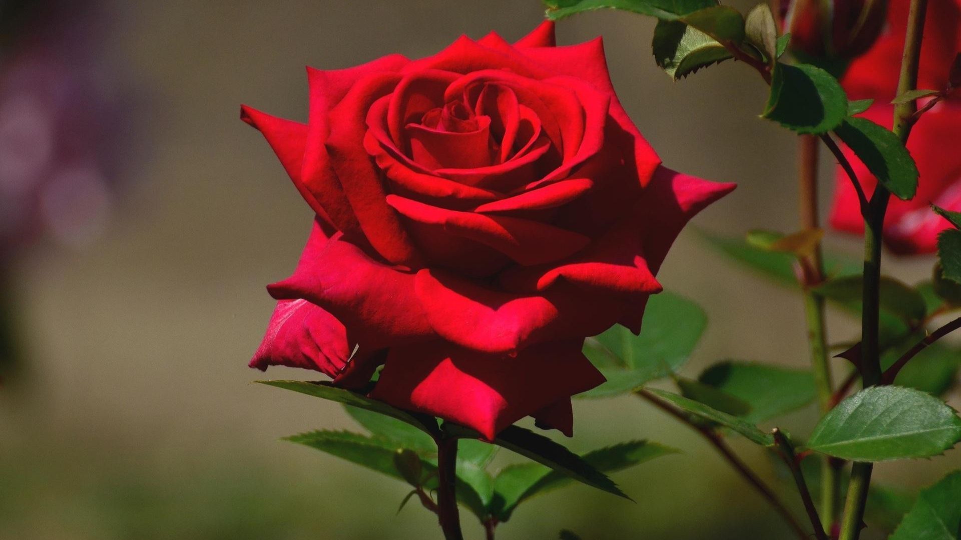 Beautiful Rose Hd Wallpapers