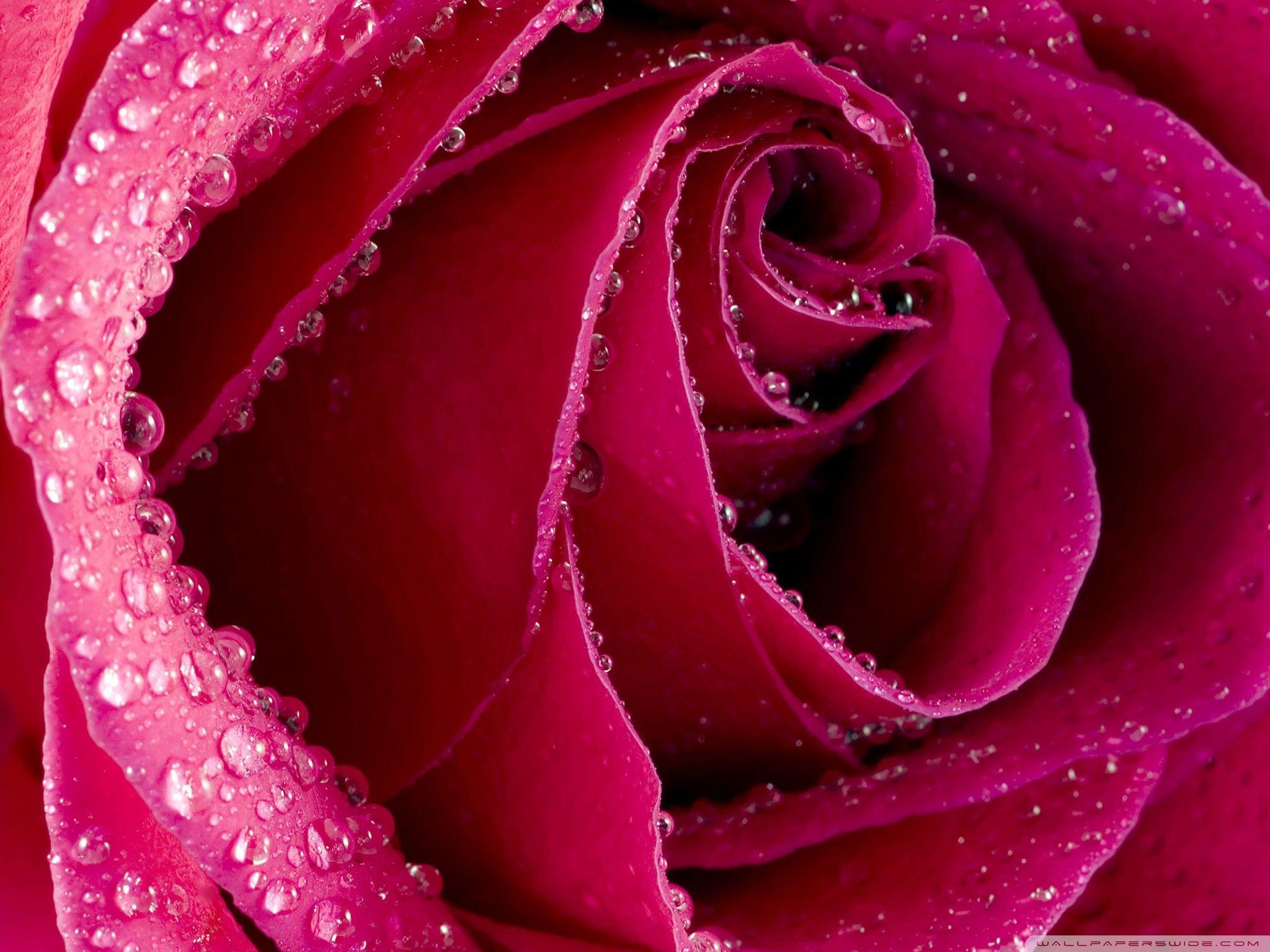 Beautiful Rose Hd Wallpapers