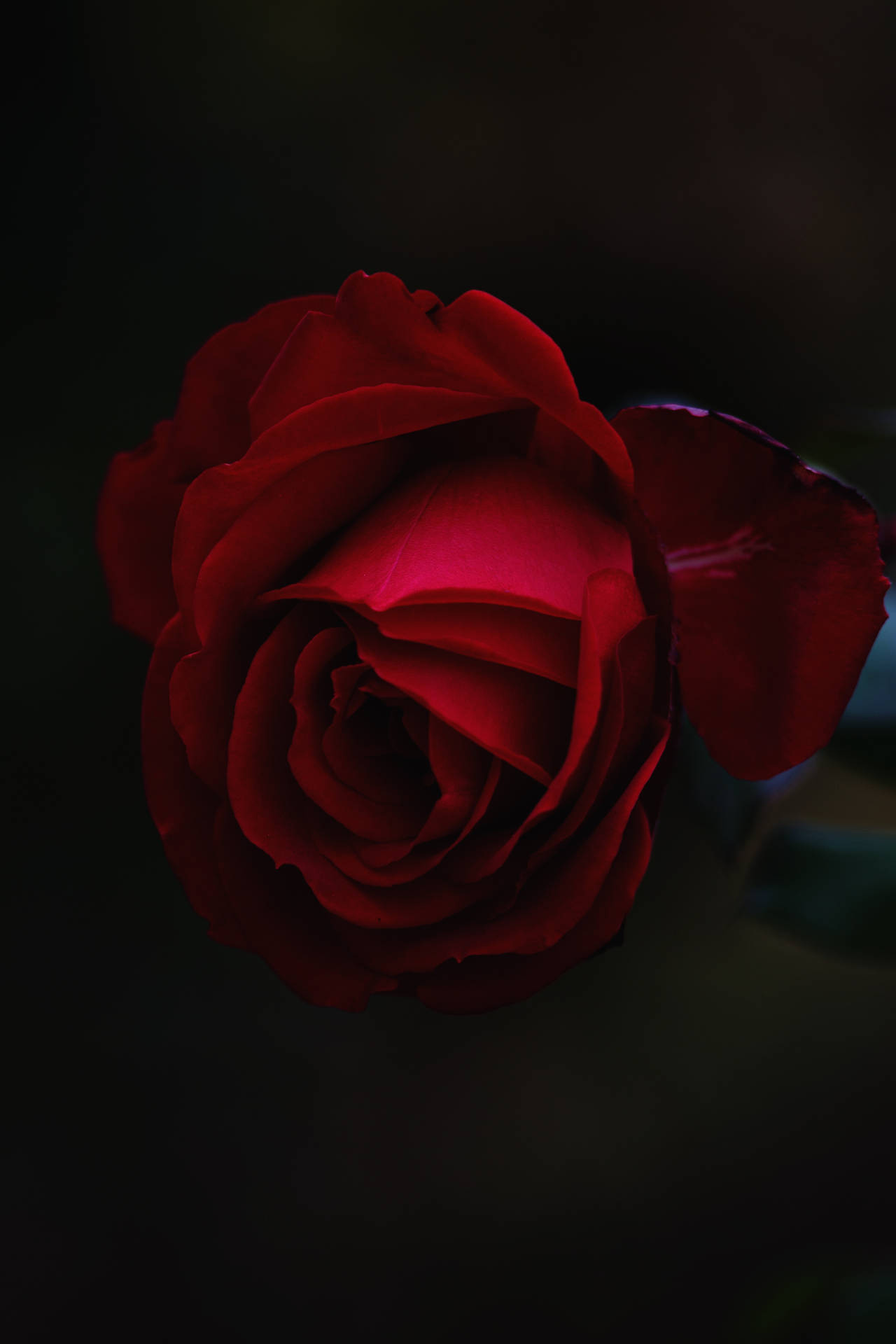 Beautiful Rose Hd Wallpapers