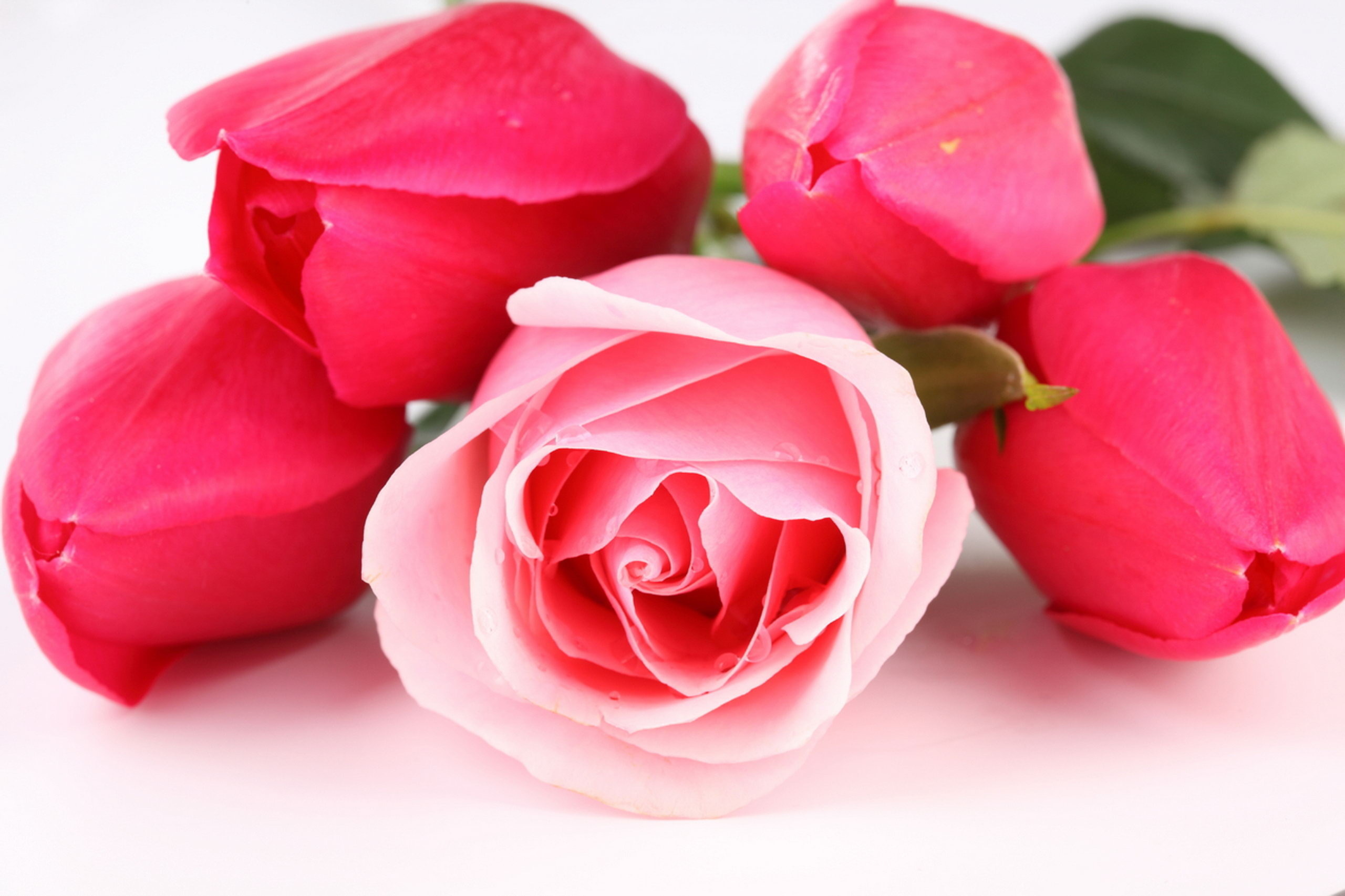 Beautiful Rose Hd Wallpapers