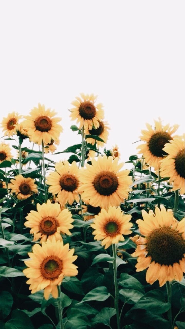 Beautiful Roses And Sunflower Wallpapers