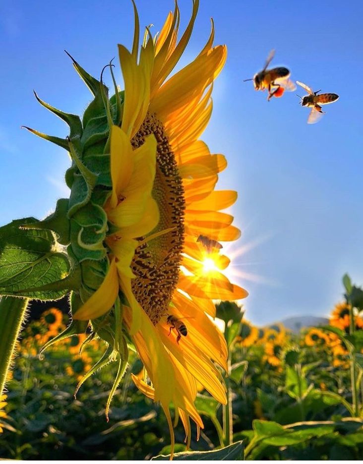 Beautiful Roses And Sunflower Wallpapers