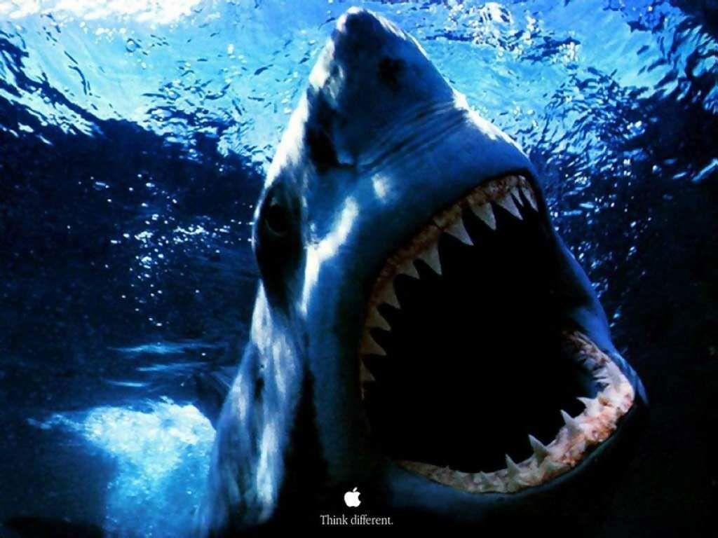 Beautiful Shark Wallpapers