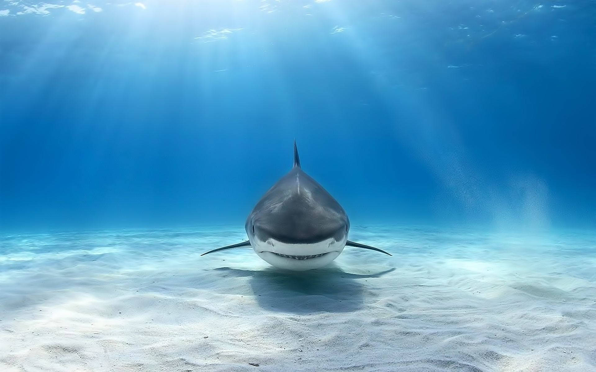 Beautiful Shark Wallpapers