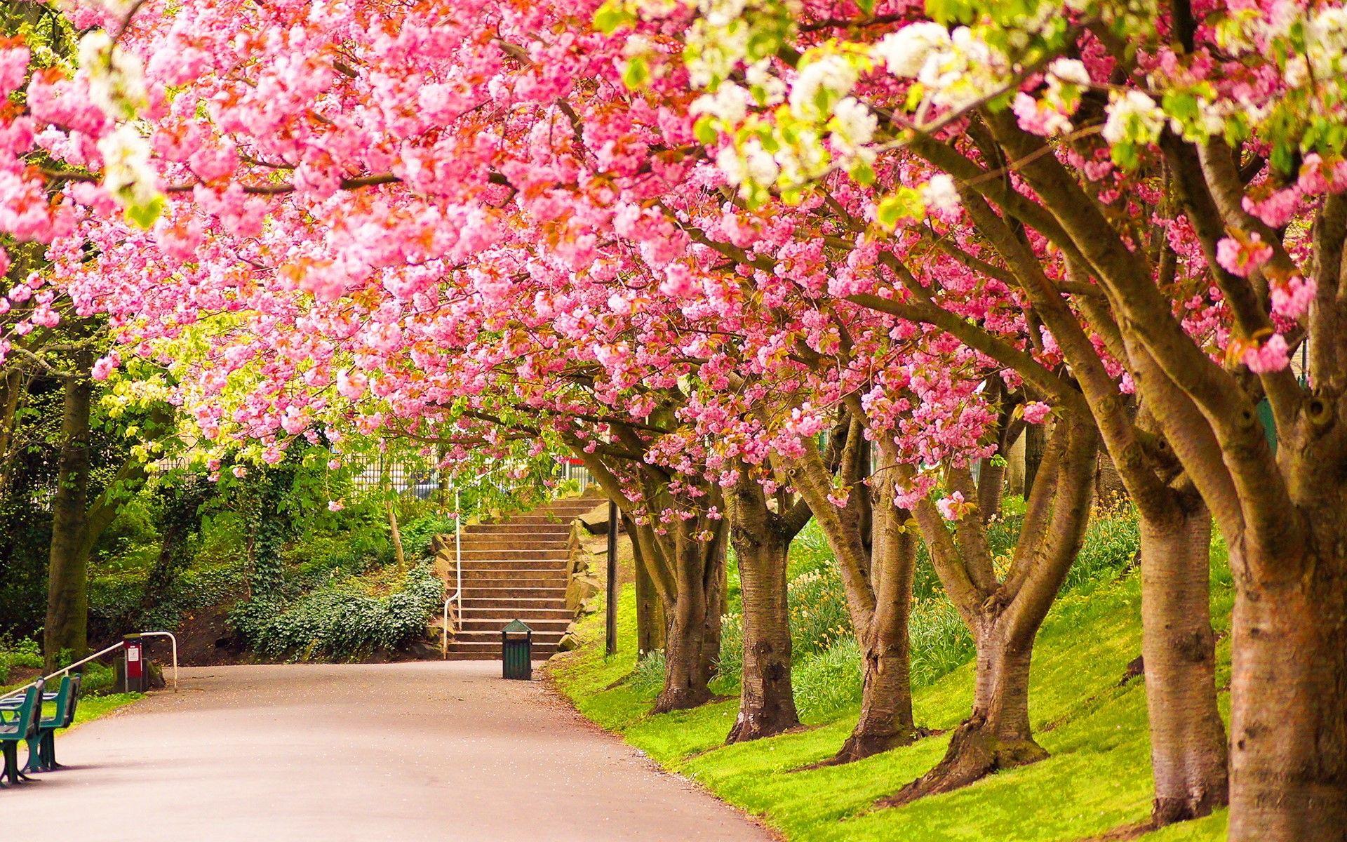 Beautiful Spring DesktopWallpapers