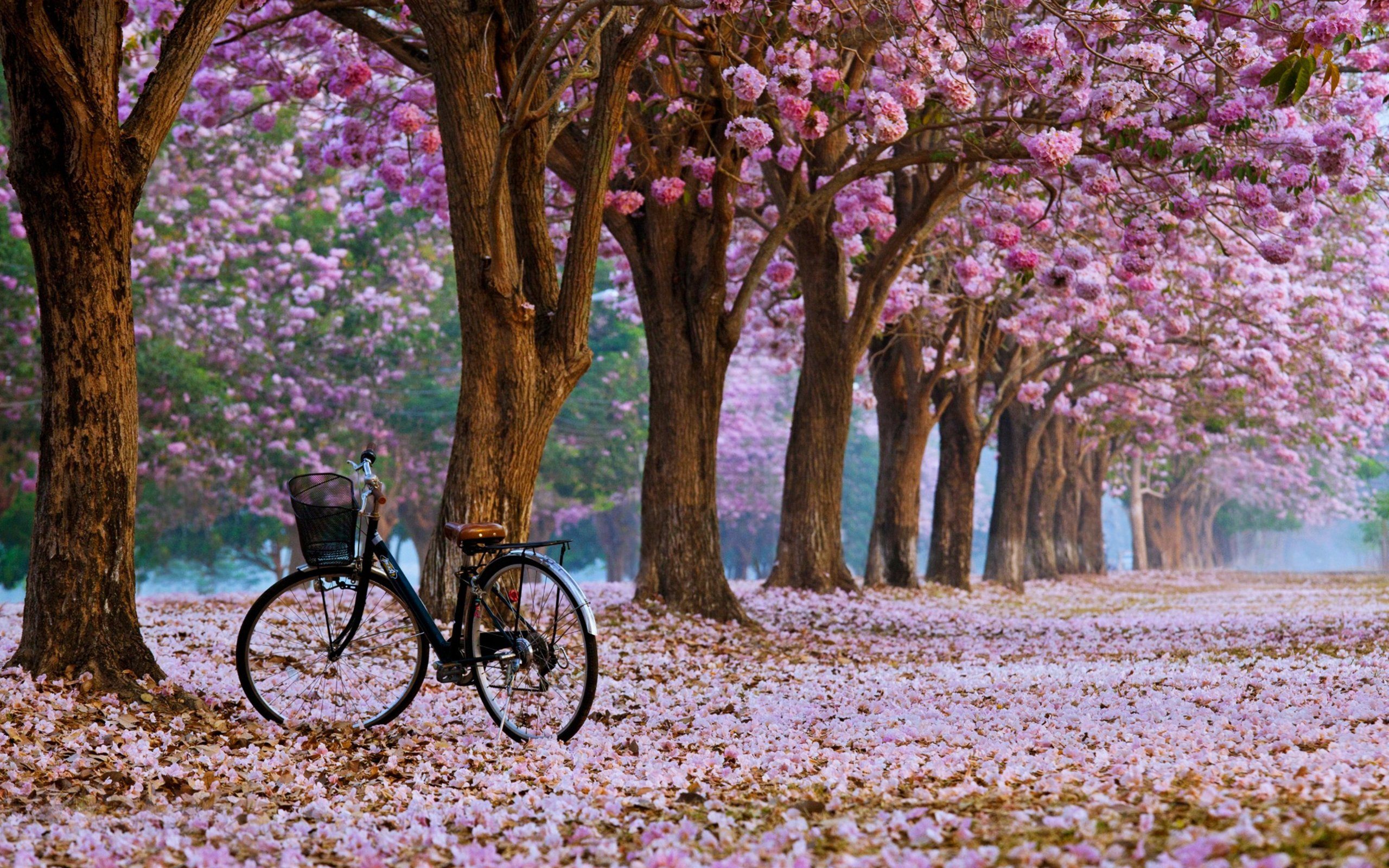 Beautiful Spring DesktopWallpapers