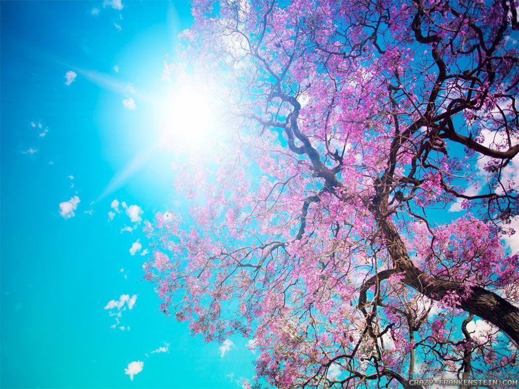 Beautiful Spring SceneryWallpapers