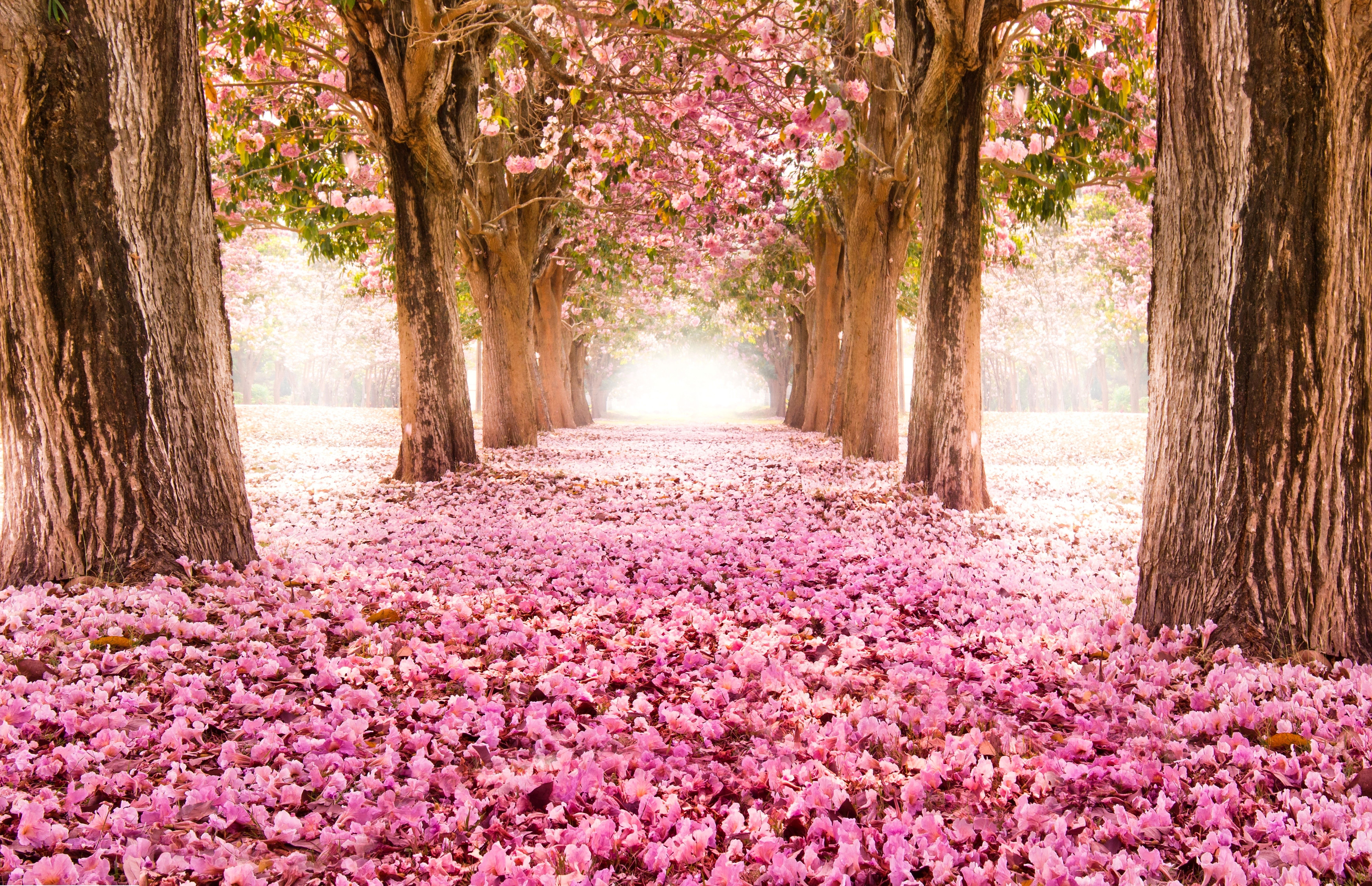 Beautiful Spring SceneryWallpapers