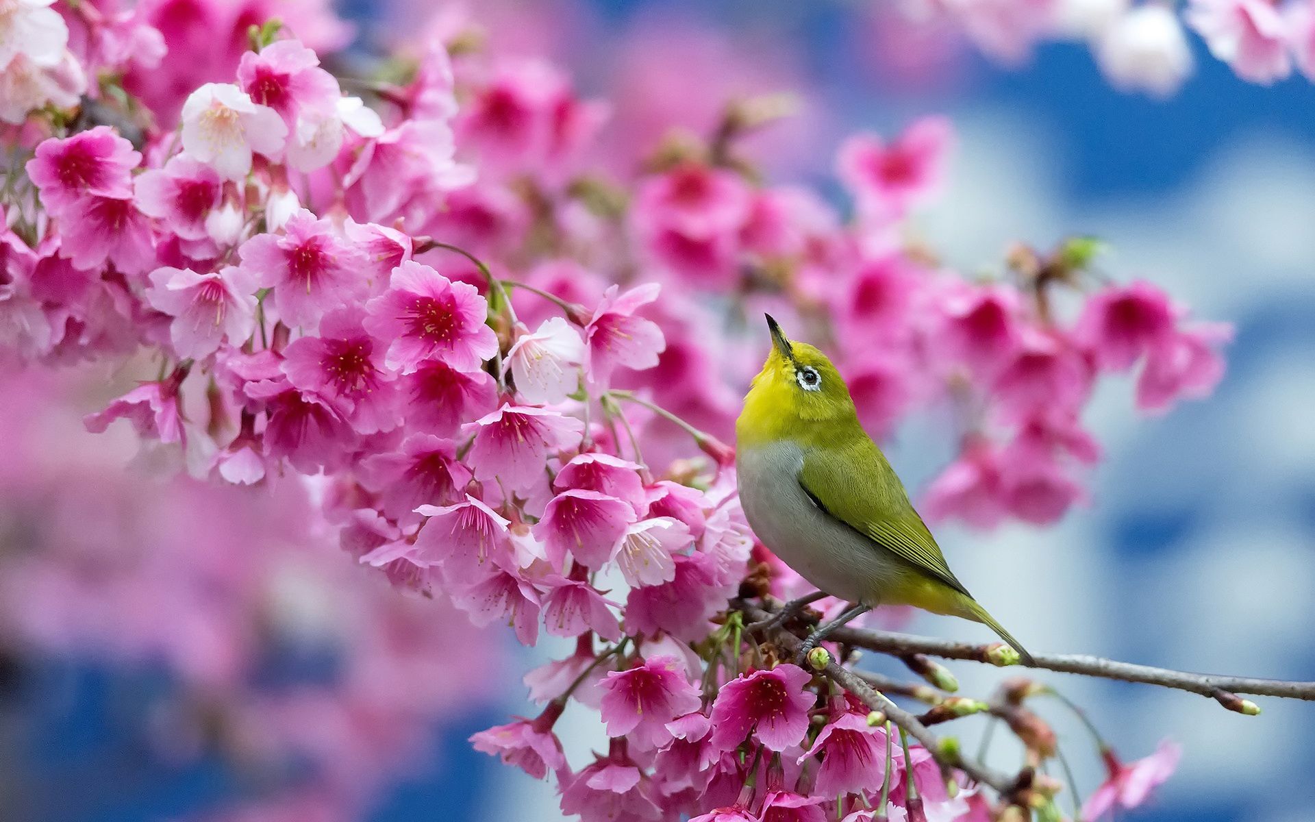 Beautiful Spring SceneryWallpapers