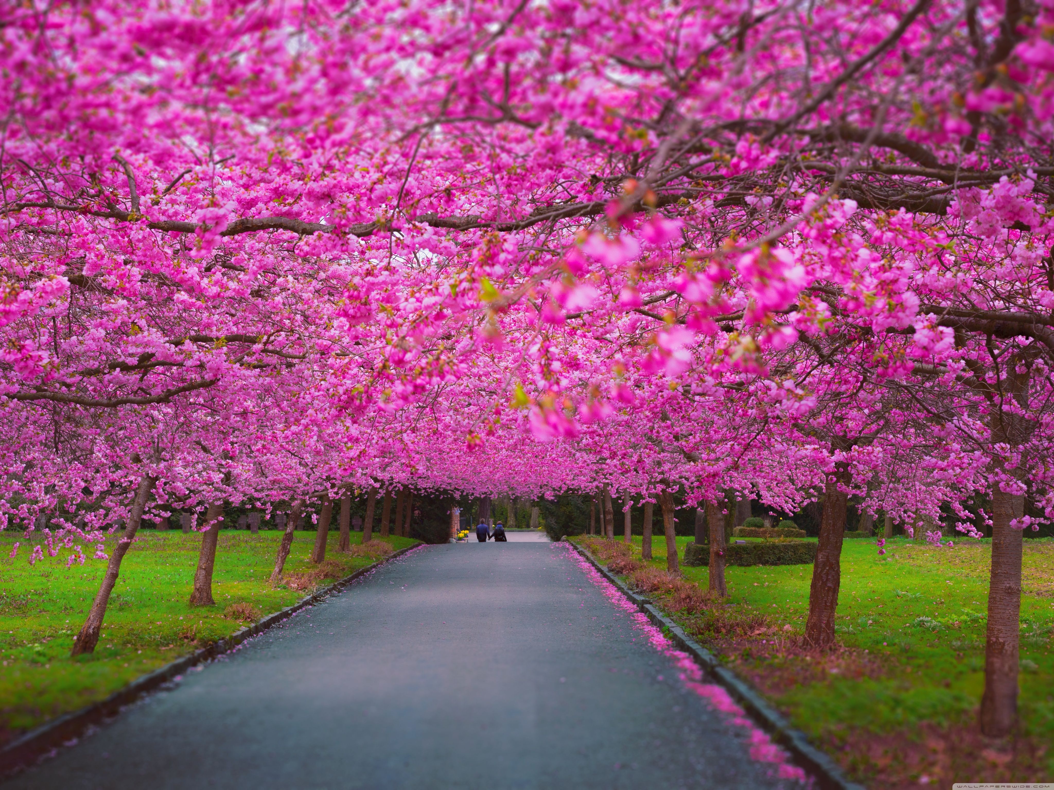 Beautiful Spring SceneryWallpapers