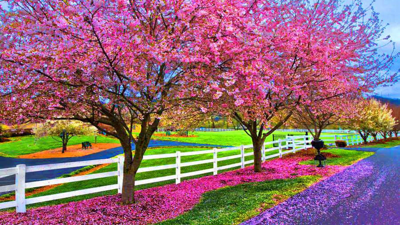Beautiful Spring SceneryWallpapers
