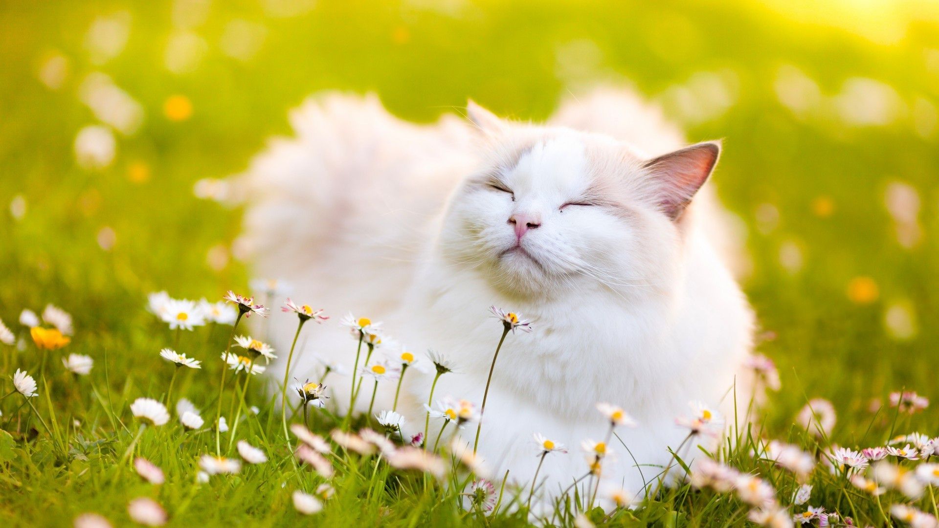 Beautiful Summer Cat Wallpapers