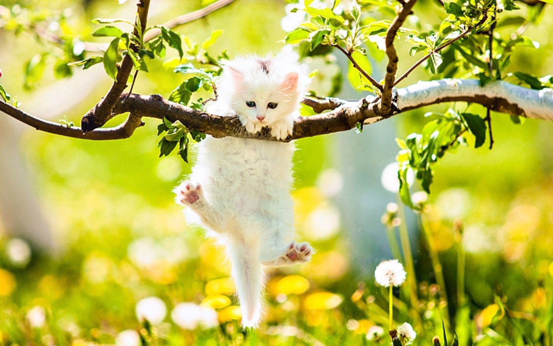 Beautiful Summer Cat Wallpapers