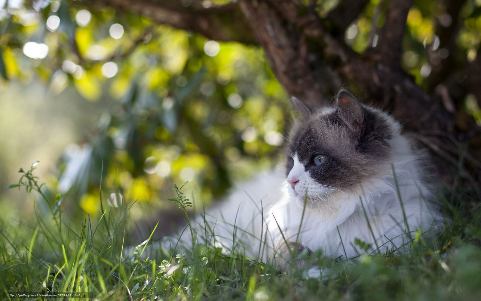 Beautiful Summer Cat Wallpapers