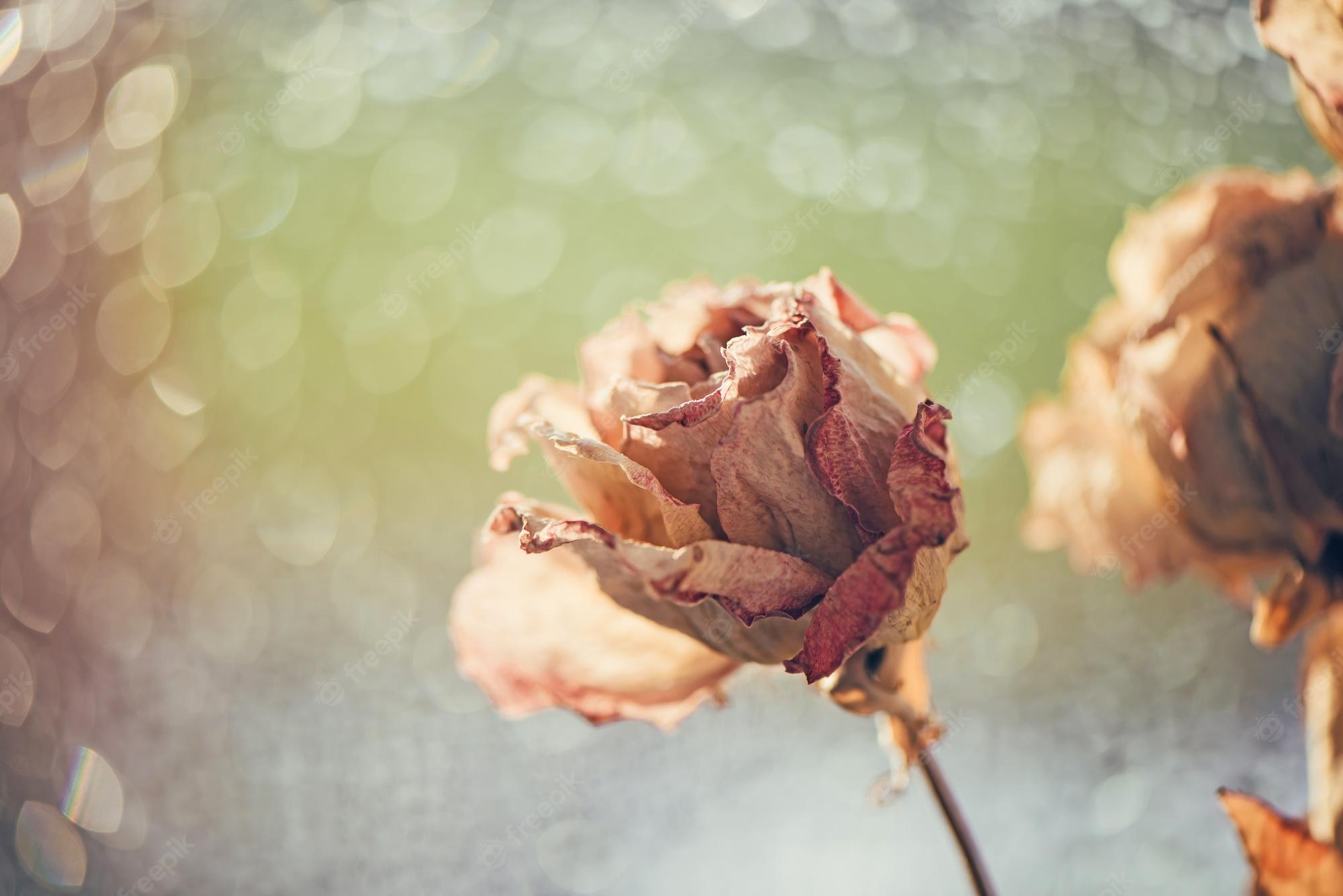 Beautiful Vintage Flower Wallpapers