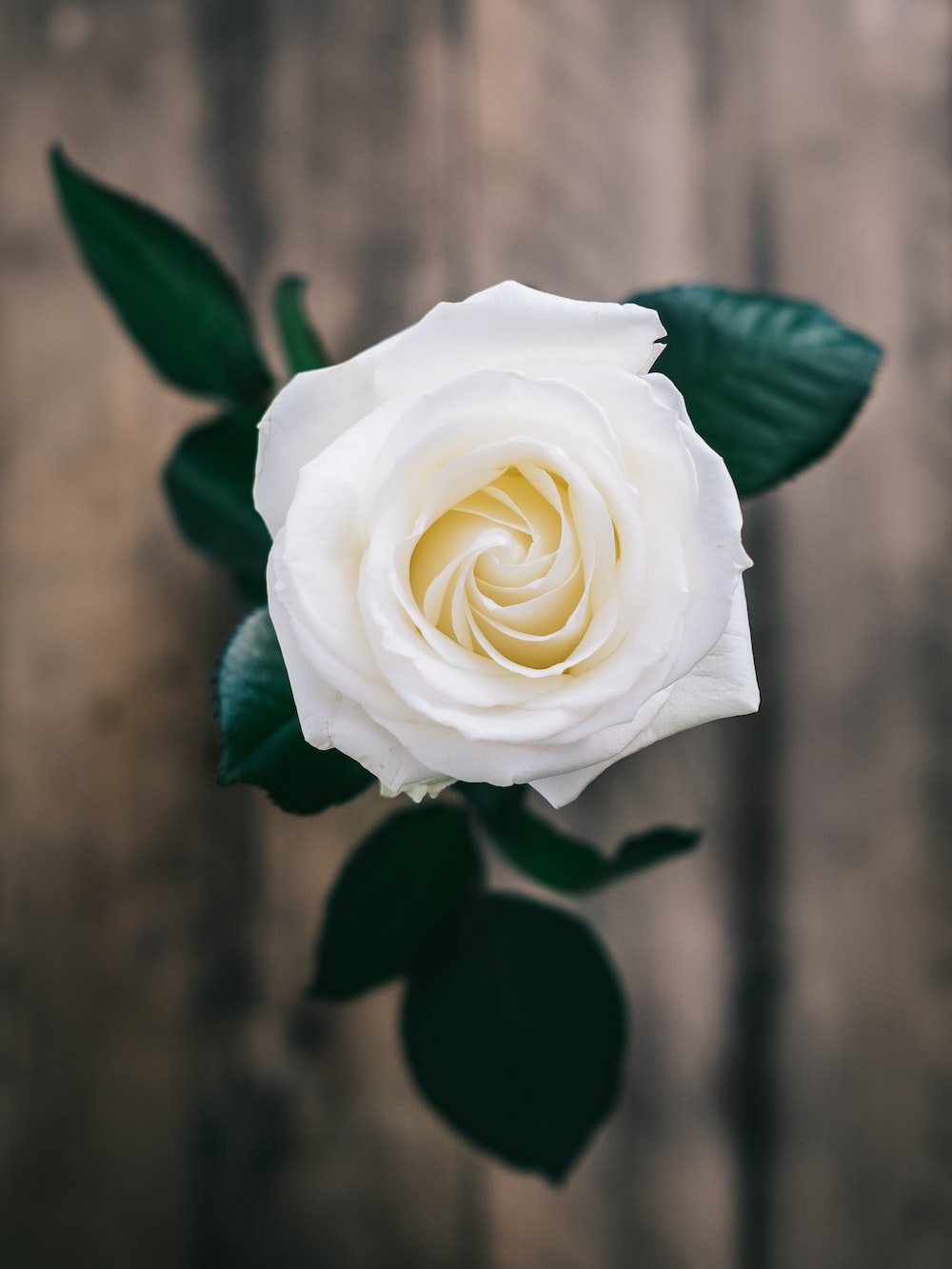 Beautiful White RoseWallpapers