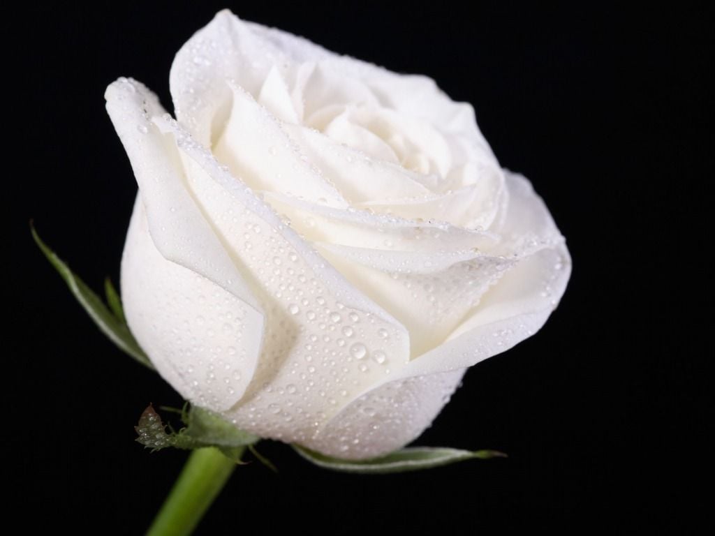 Beautiful White RoseWallpapers