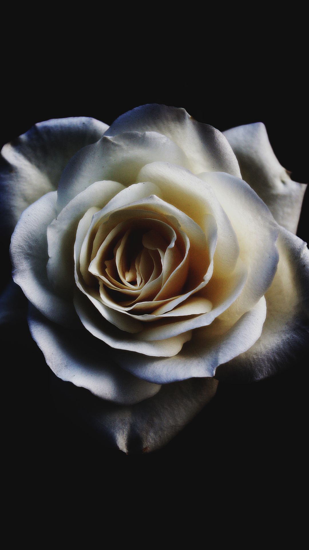 Beautiful White RoseWallpapers