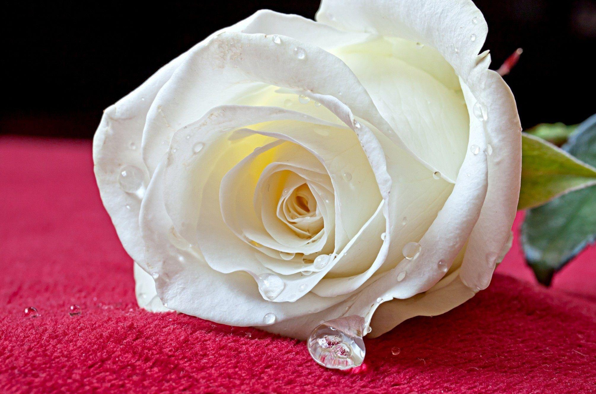 Beautiful White RoseWallpapers