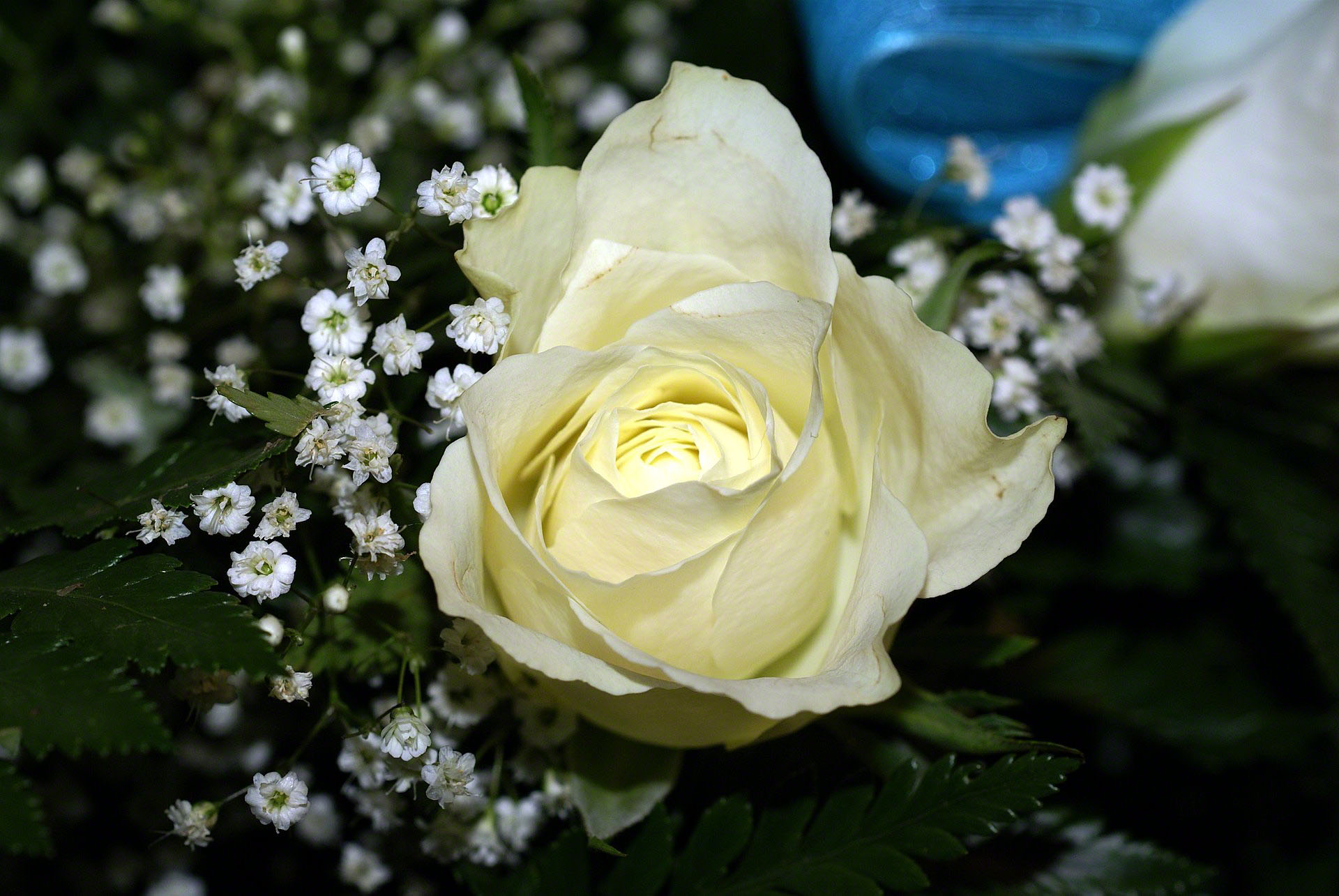 Beautiful White RoseWallpapers