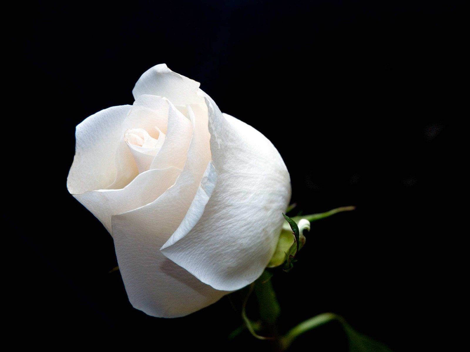 Beautiful White RoseWallpapers