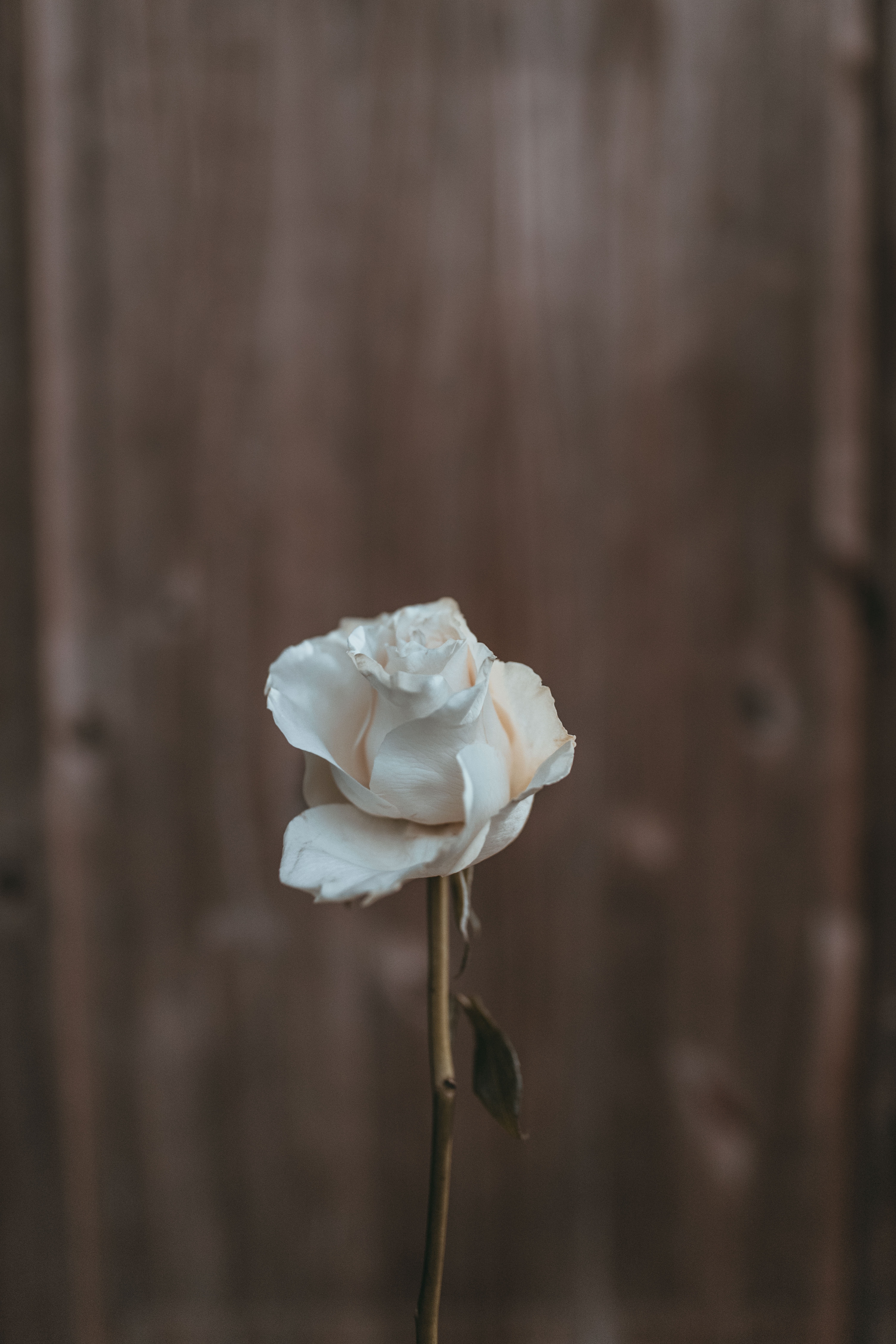 Beautiful White RoseWallpapers