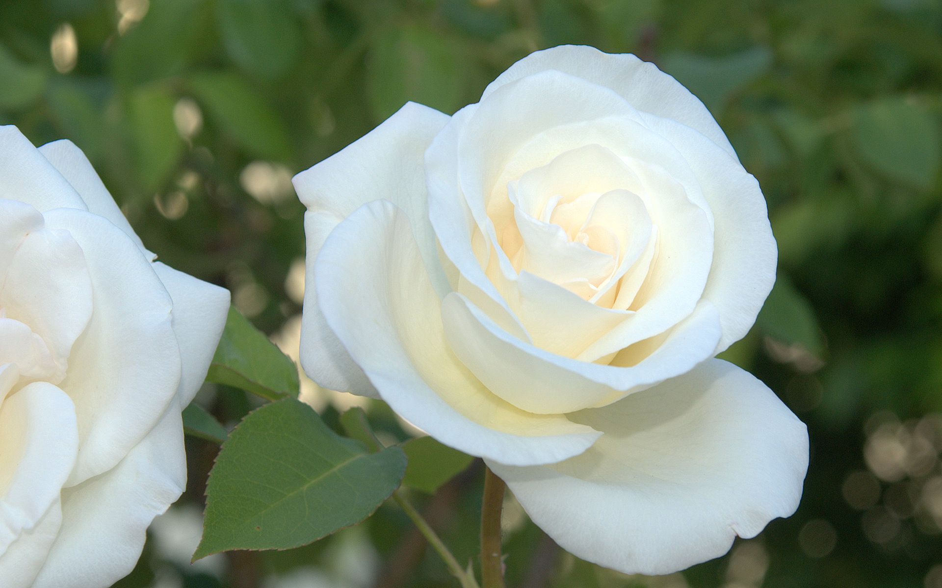 Beautiful White RoseWallpapers