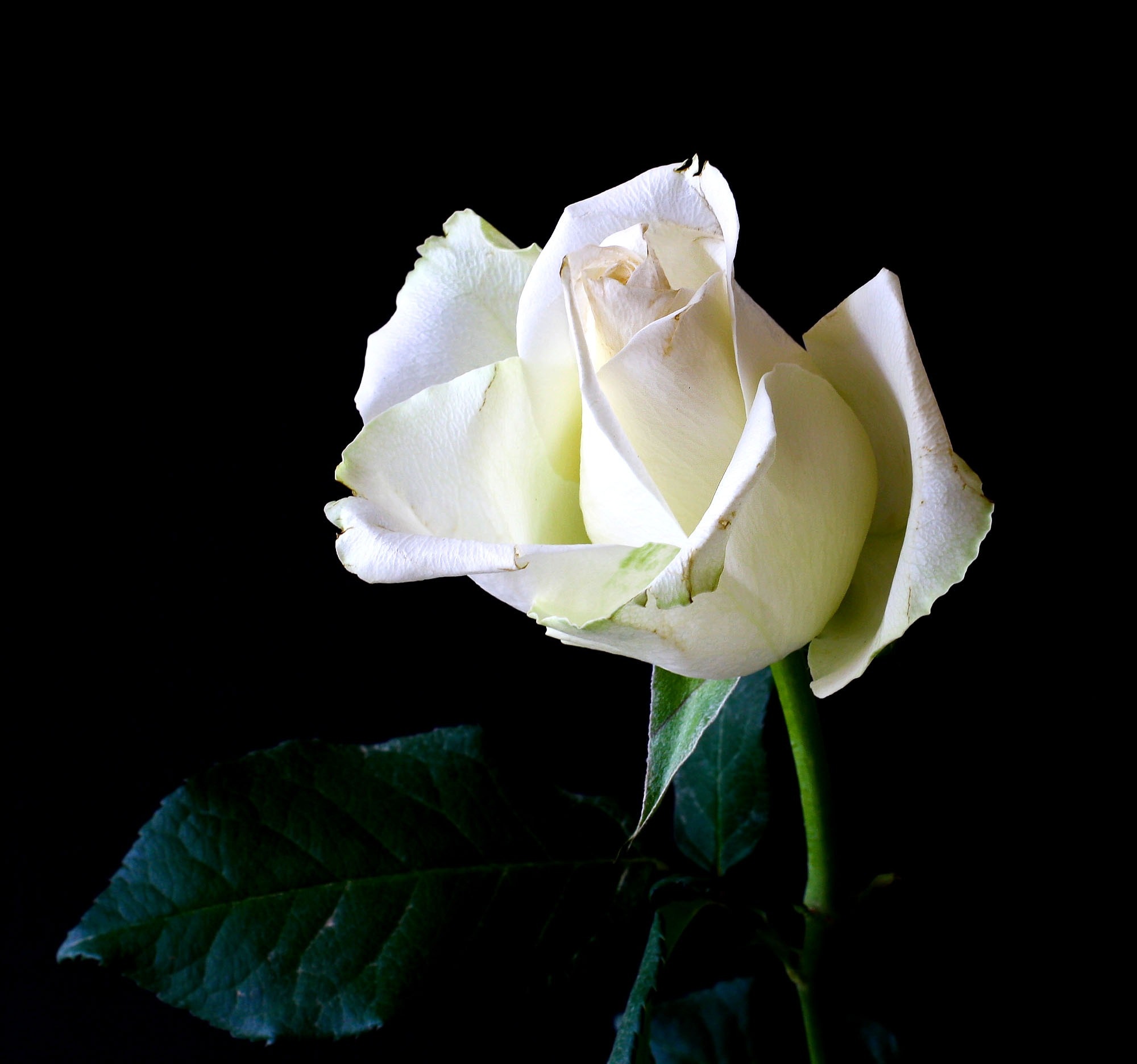 Beautiful White RoseWallpapers