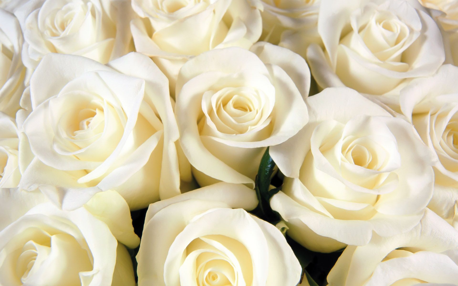 Beautiful White RoseWallpapers