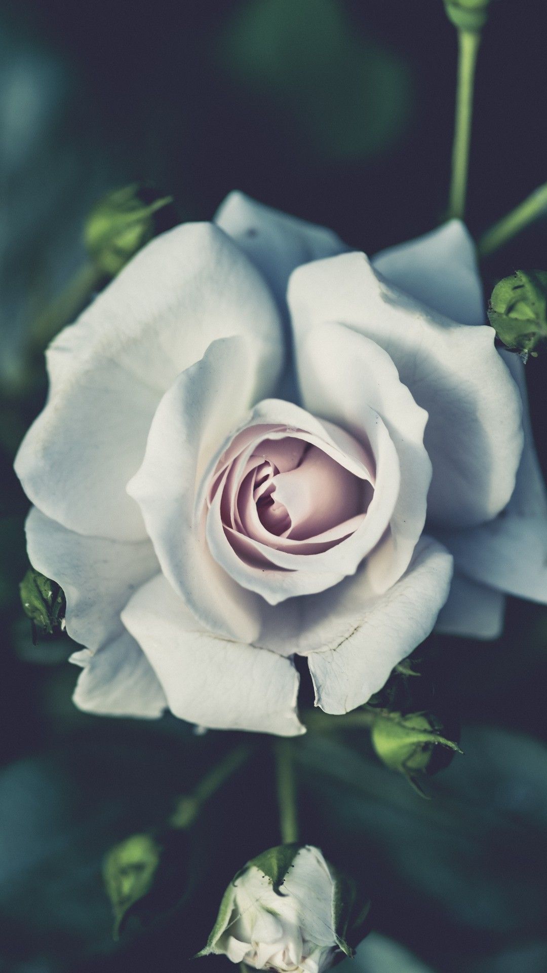 Beautiful White RoseWallpapers