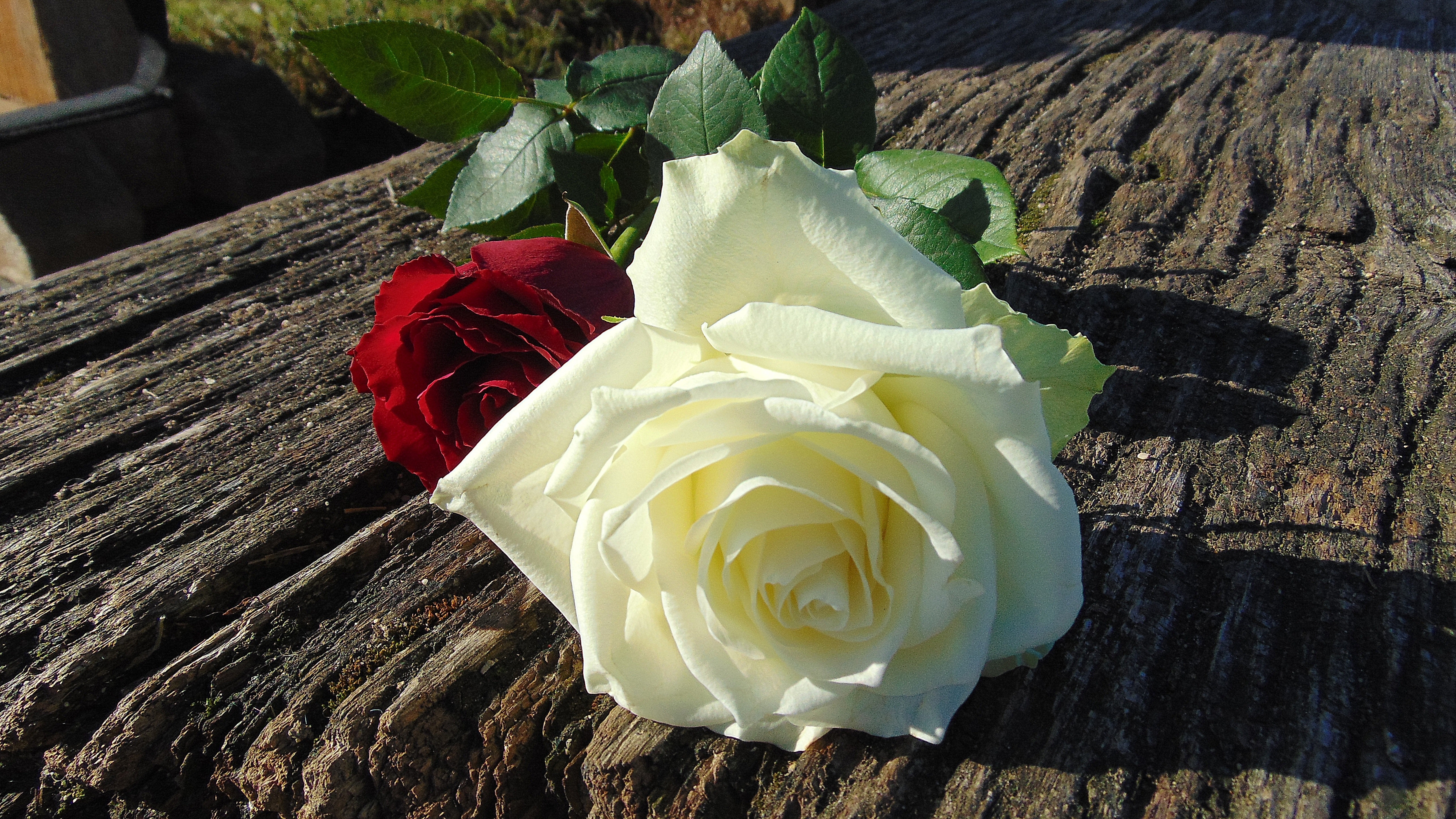 Beautiful White RoseWallpapers