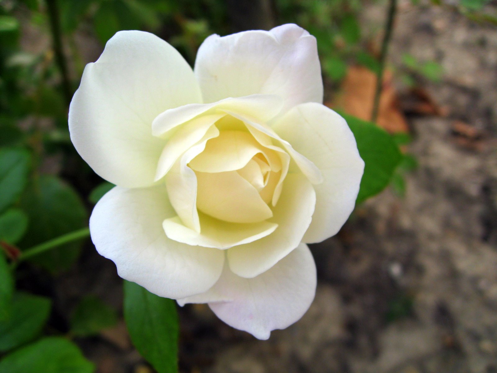 Beautiful White RoseWallpapers