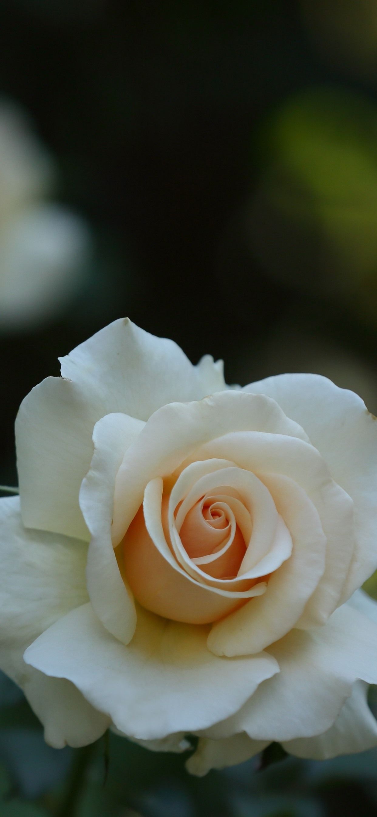 Beautiful White RoseWallpapers