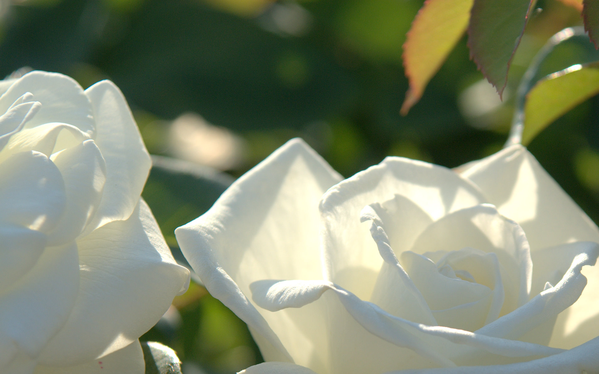 Beautiful White RoseWallpapers