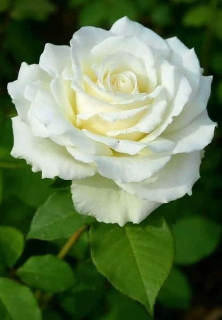 Beautiful White RoseWallpapers