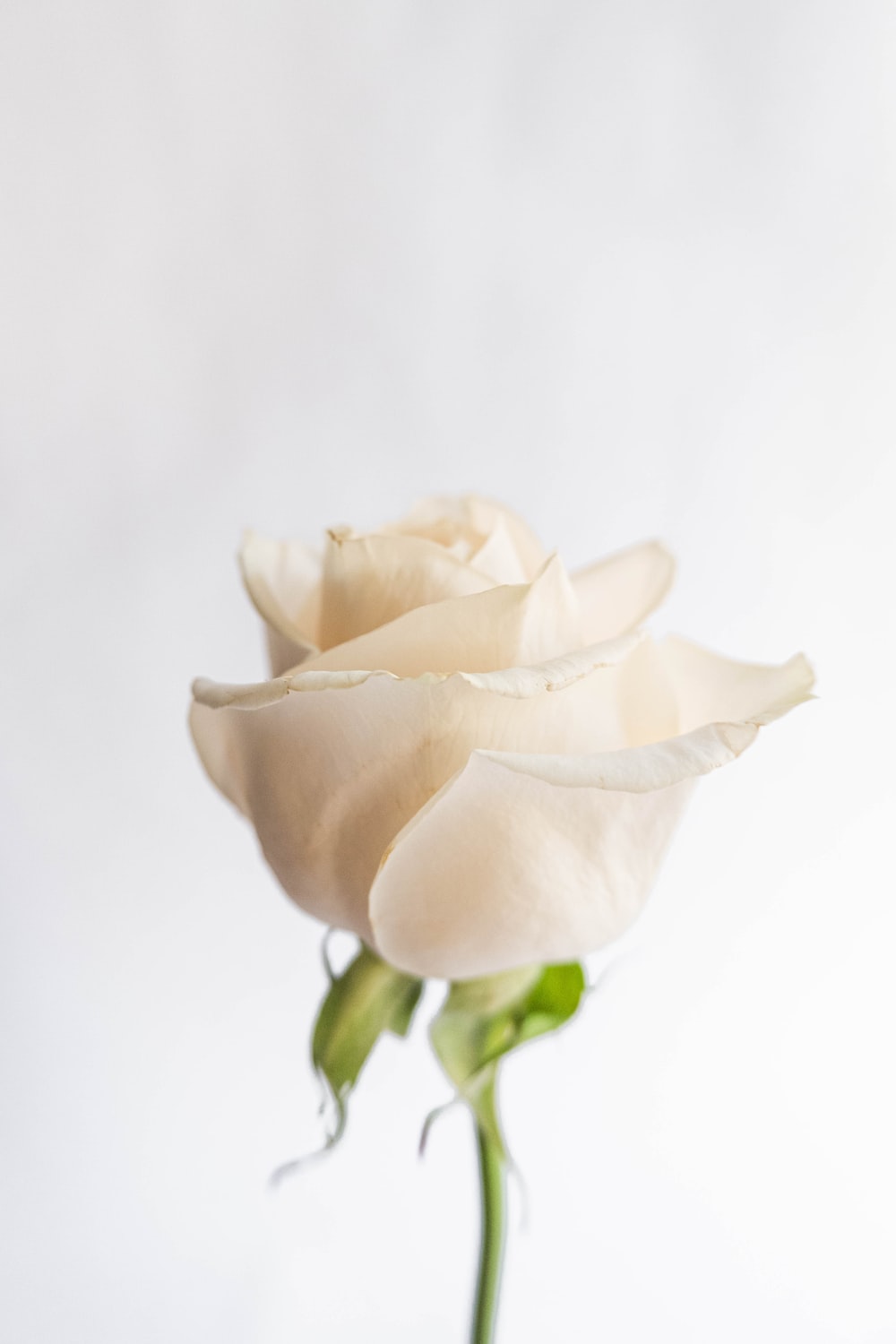 Beautiful White RoseWallpapers