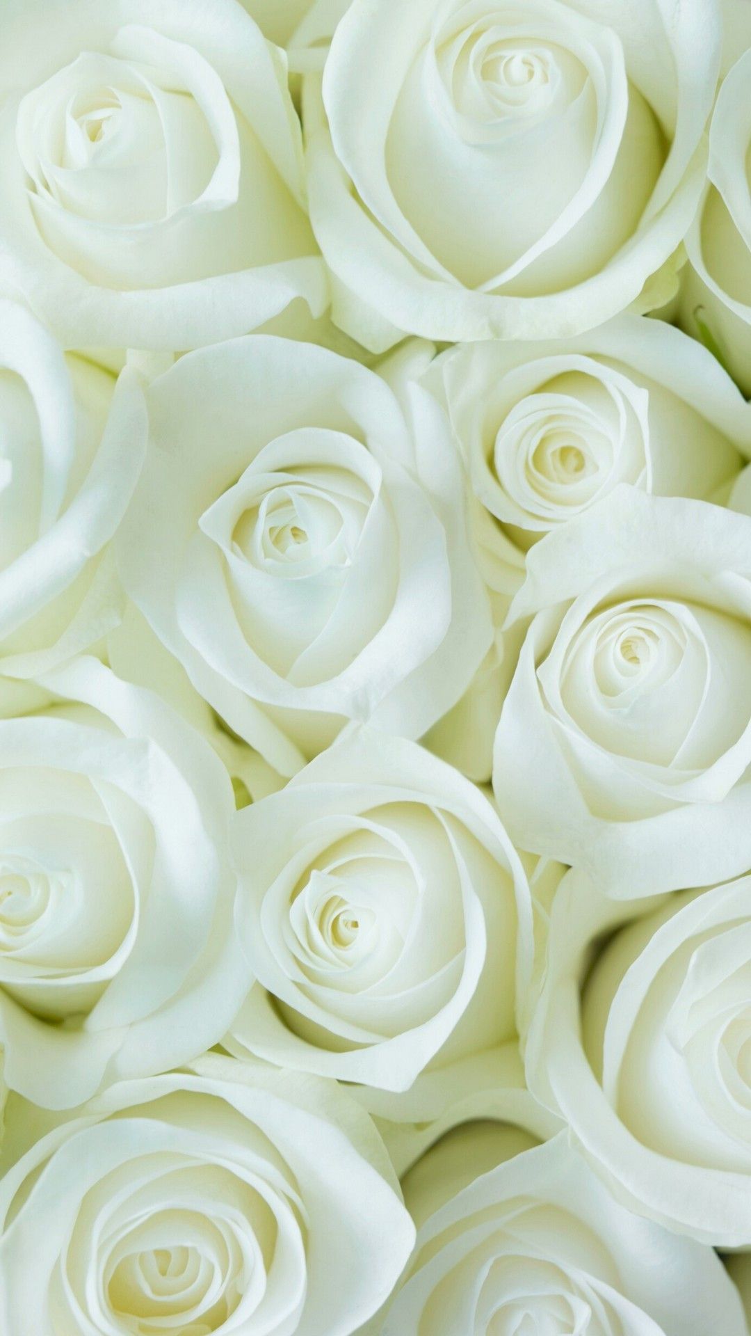 Beautiful White RoseWallpapers