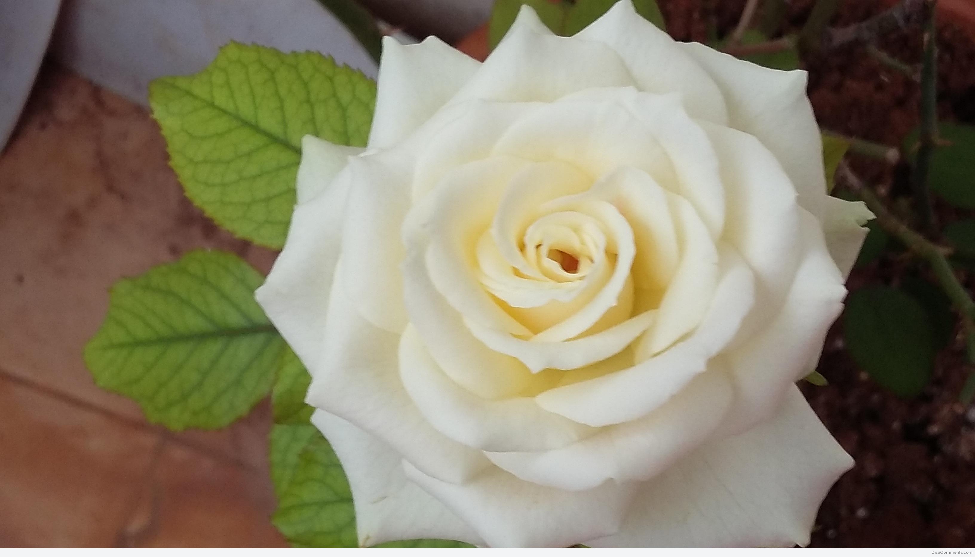 Beautiful White RoseWallpapers