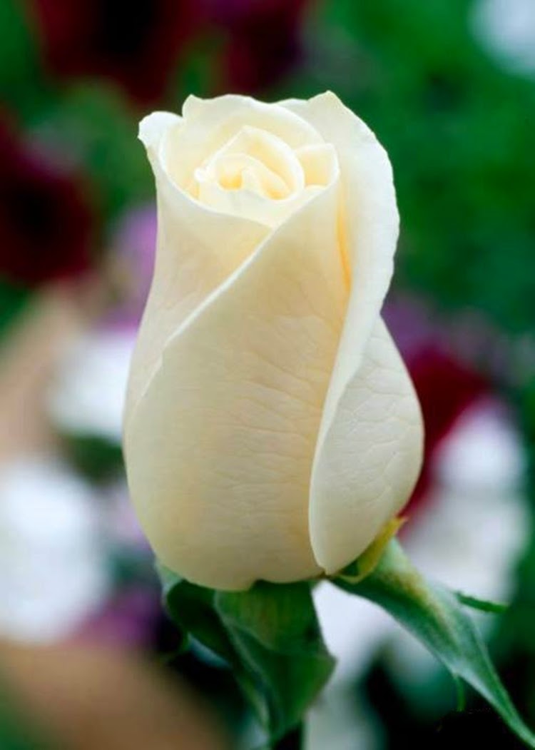 Beautiful White RoseWallpapers