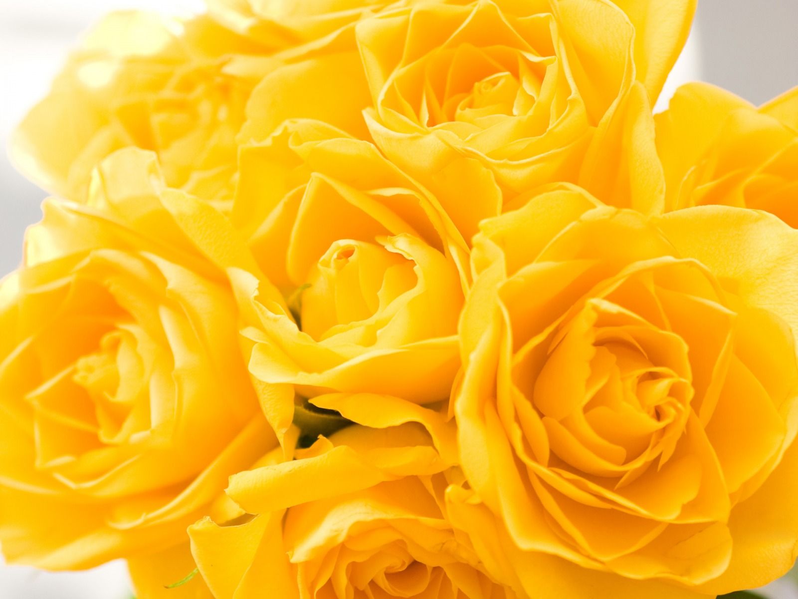 Beautiful YellowWallpapers