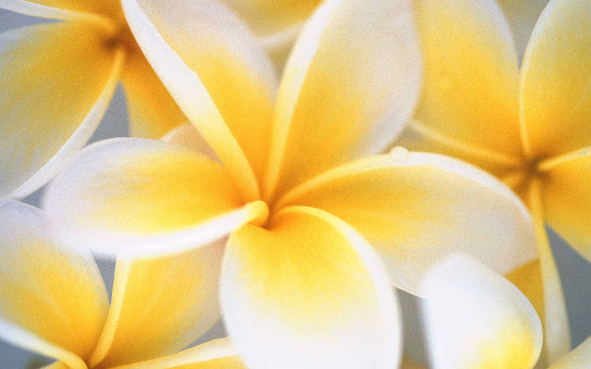 Beautiful YellowWallpapers