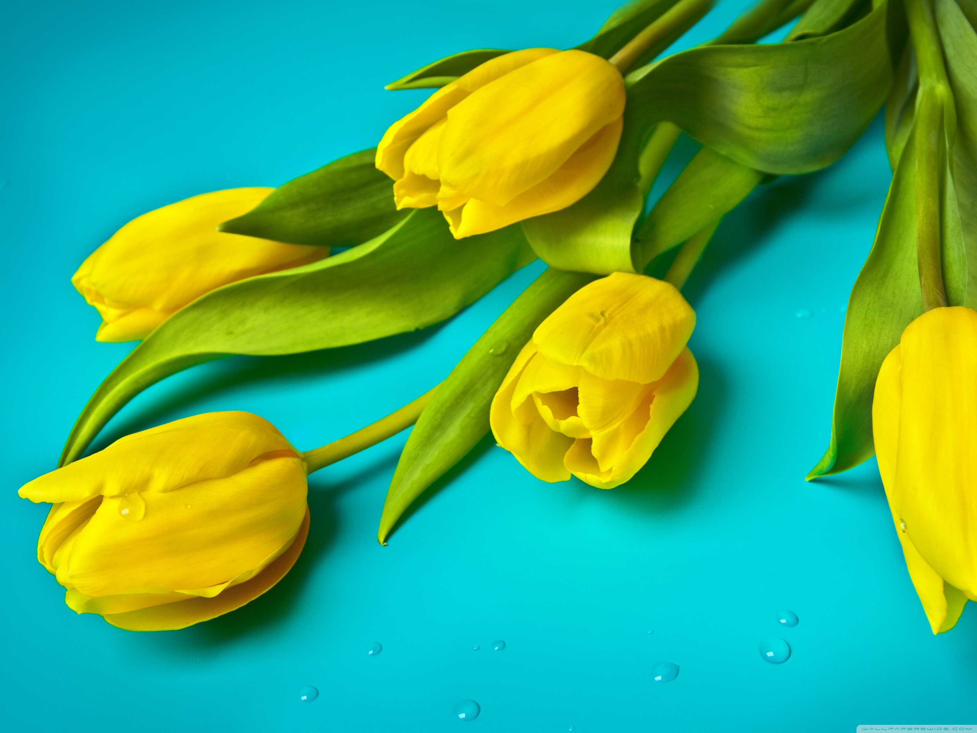 Beautiful YellowWallpapers