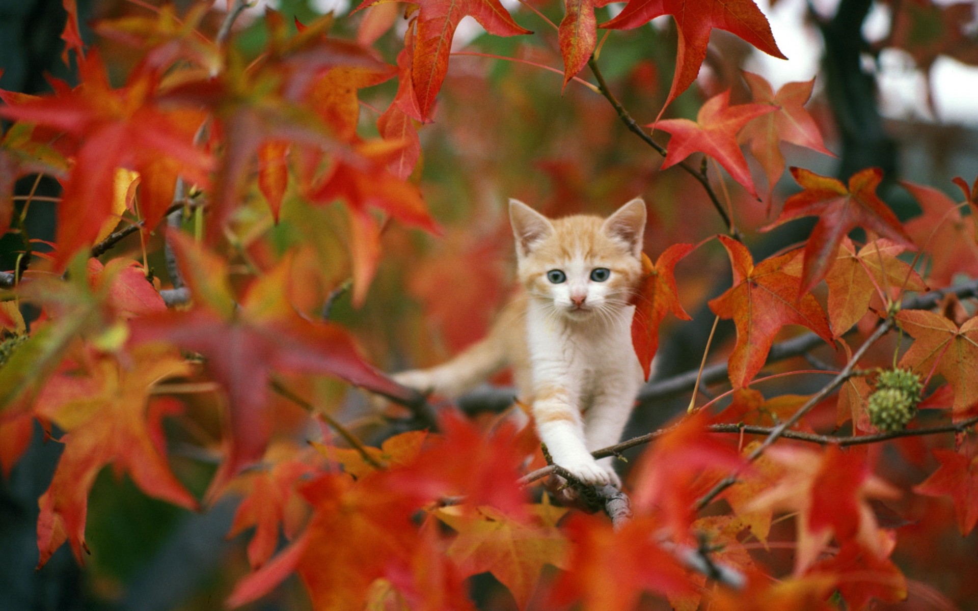 Cute Aesthetic AutumnWallpapers