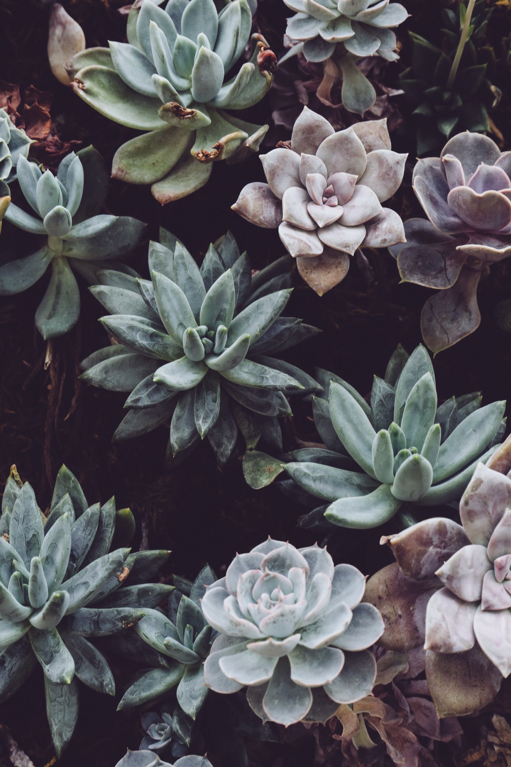 Cute Aesthetic PlantWallpapers